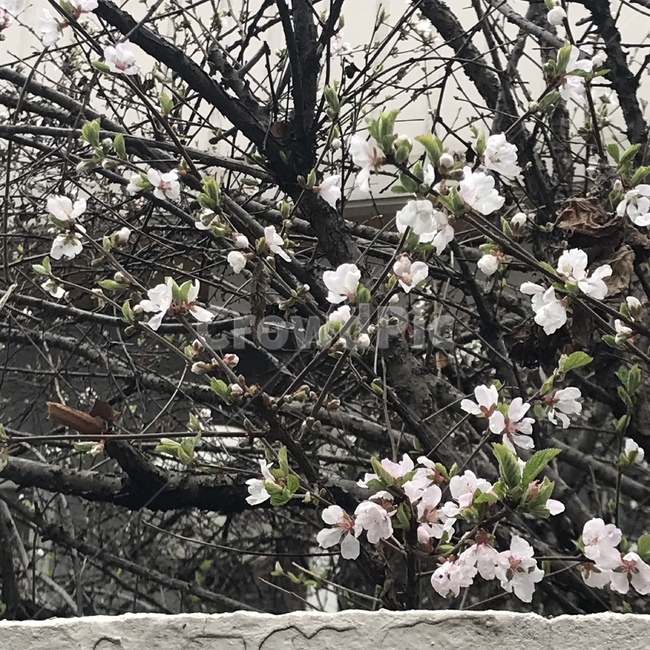 벚꽃,자연,나무,봄,꽃,floow,spring,cherryblossoms,식물,자연,plants,nature,꽃,flower
