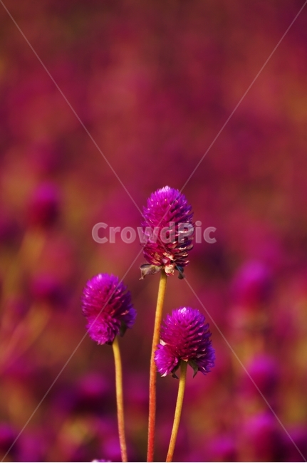 천일홍,꽃축제,꽃길,식물,자연,식물,자연,plants,nature,꽃,flower