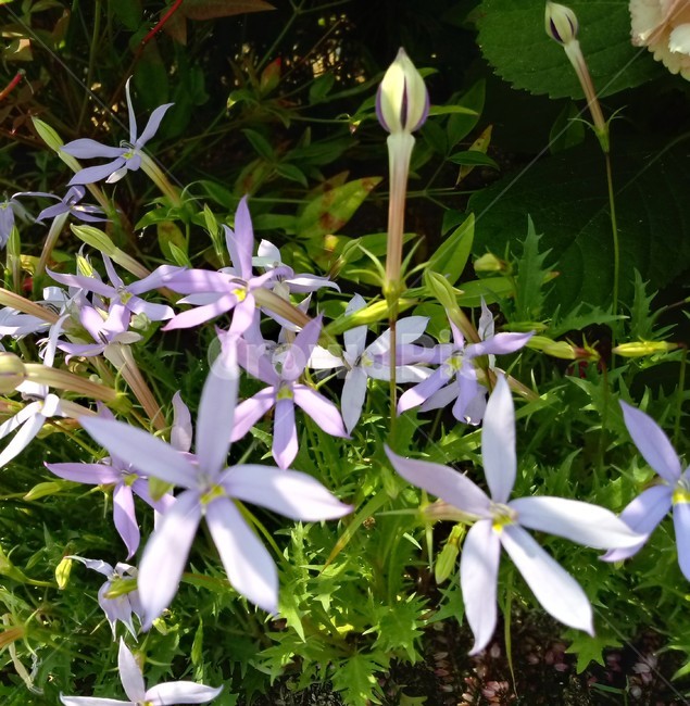 이소토마,isotoma,초롱꽃과,별꽃도라지,식물,꽃,식물,자연,plants,nature,꽃,flower