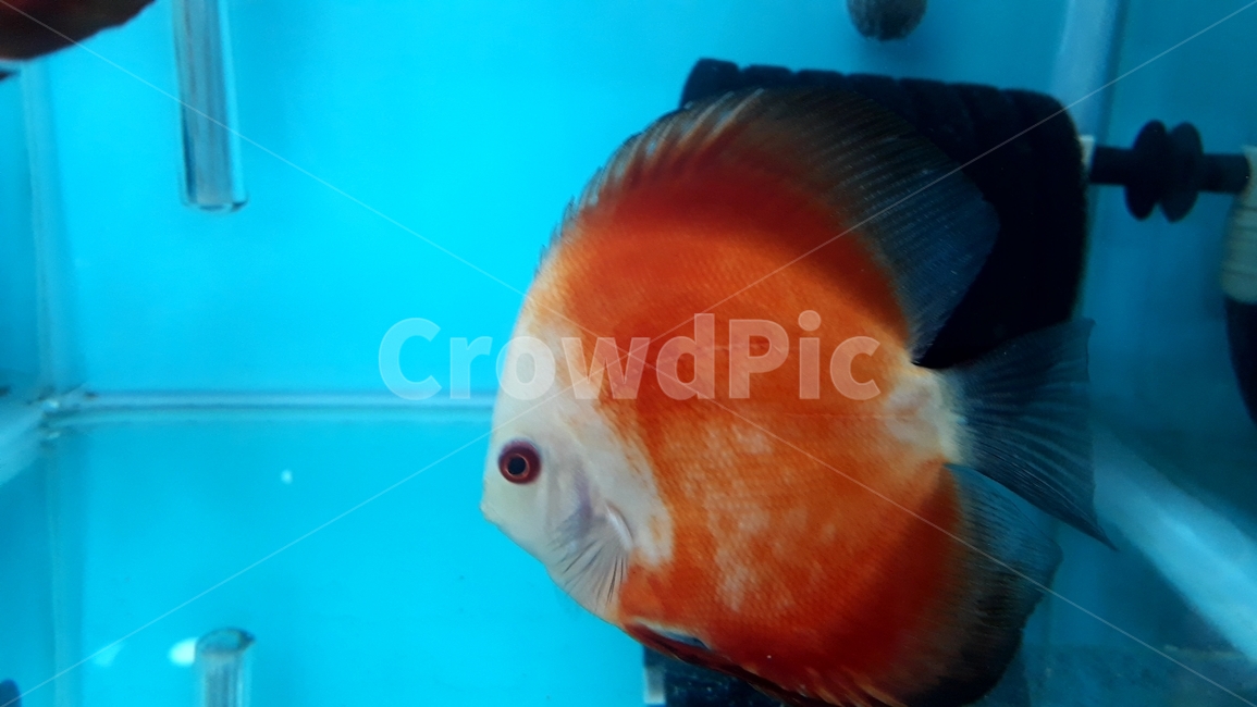 열대어,관상어,물고기,생선,fish,수족관,생물,해양생물,어류,물고기,fish