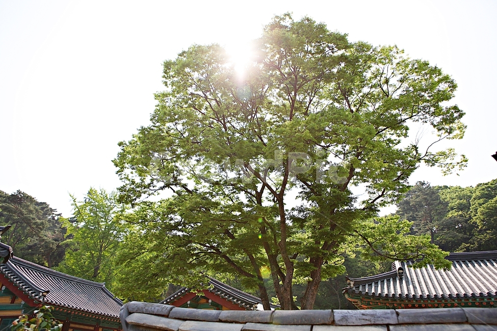 전등사,절,전통,집,기와,풍경,자연,배경