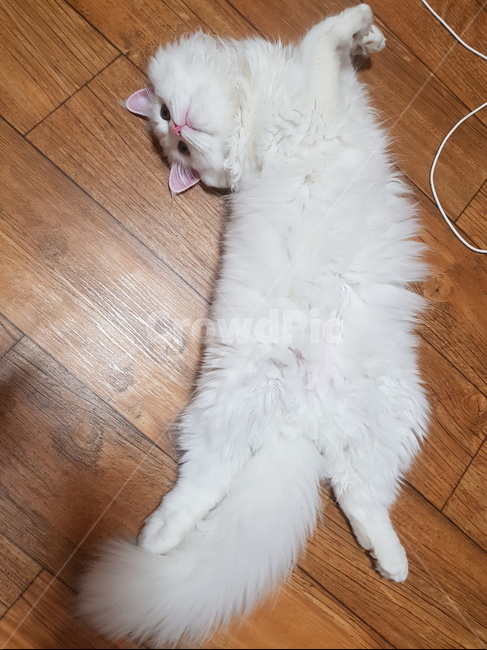 고양이,고양이발바닥,발바닥,핑크젤리,젤리,페르시안,터키쉬앙고라,고양이코,고양이턱,동물,하얀고양이,고양이입,동물,animal,포유류,mammal,고양이,cat,kitten,kitty