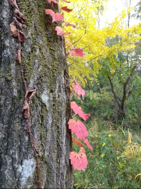 나무,가을,줄기,잎,은행나무,식물,자연,plants,nature,나무,trees,wood