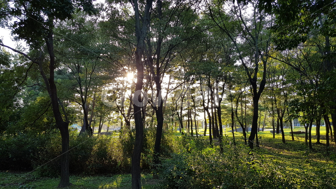 나무,빛,숲,자연,forest,삼림지,나무,trees,wood