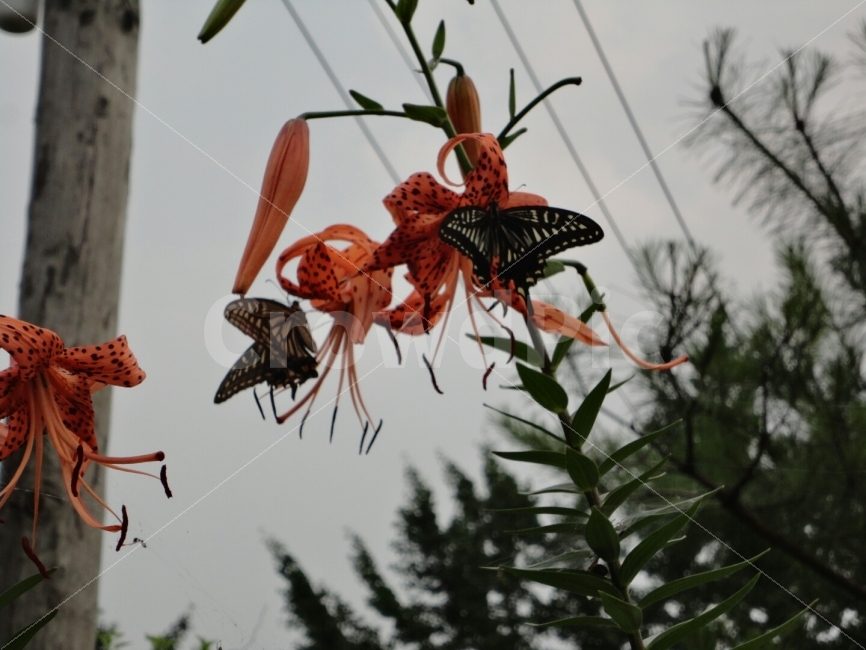 꽃,나비,식물,자연,호랑나비,식물,자연,plants,nature,꽃,flower,동물,animal,곤충,벌레,insect,bug