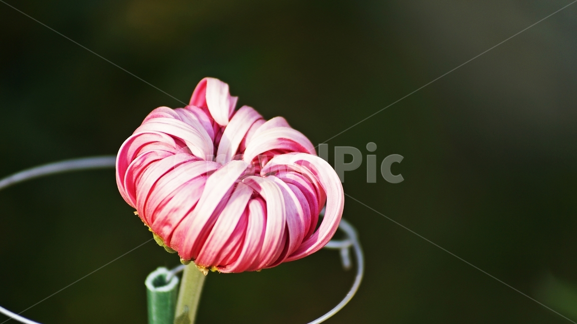 국화,개량국화,꽃축제,꽃길,식물,식물,자연,plants,nature,꽃,flower