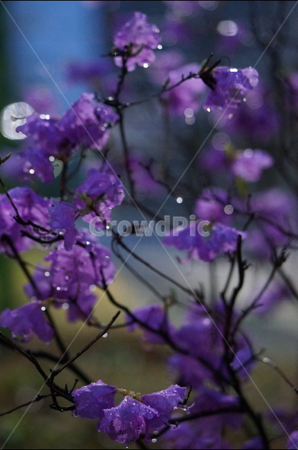 진달래,봄,핑크,야경,비,봄,계절,spring,season,야경,밤,풍경,nightscape,night,landscape,식물,자연,plants,nature,꽃,flower,비,비오는날,rain,rainy,plant,blossom,geranium,제라늄