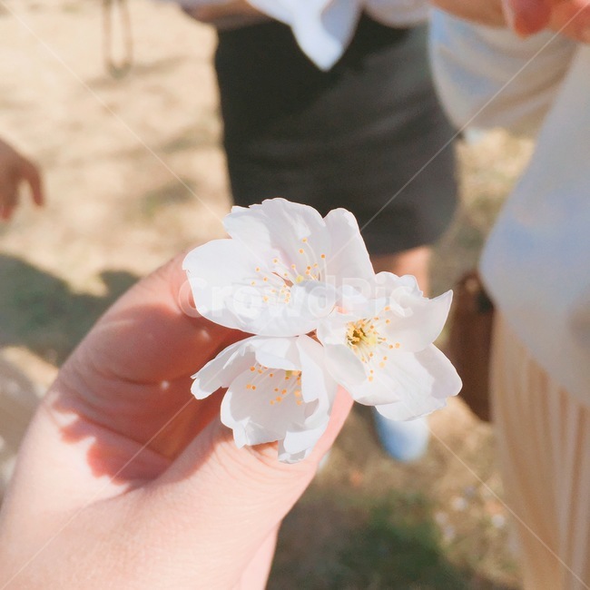 한강,벚꽃,봄,4월,감성,하얀색,체리블라썸