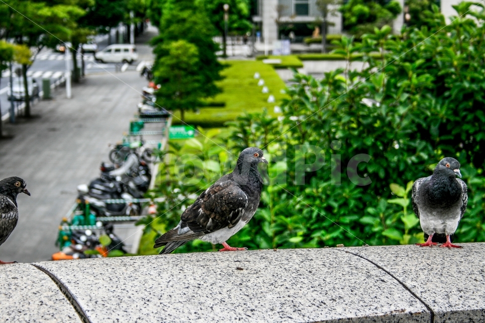 비둘기,자연,풍경,동물,새,여름,동물,animal,조류,새,birds