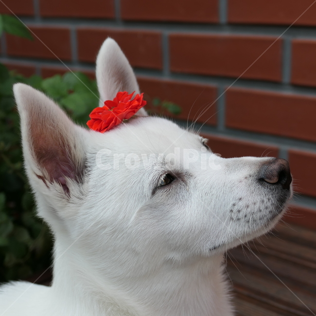 강아지,아기강아지,dog,puppy,cute,귀여움,댕댕이,흰둥이,흰강아지,whitedog,꽃,동물,animal,포유류,mammal,개,강아지,dog,doggy