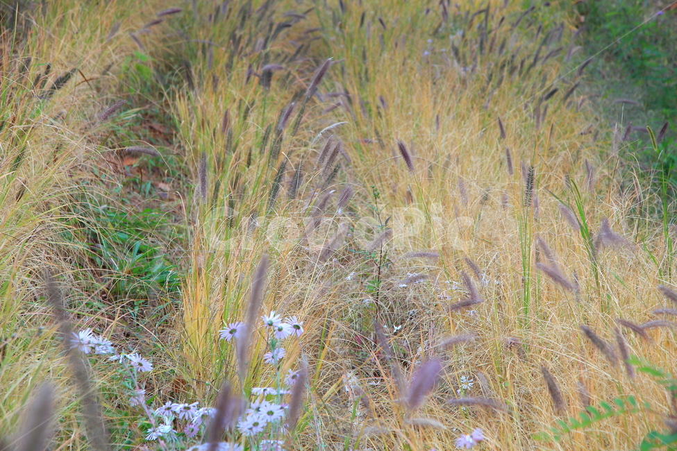 가을,풍경,늦가을,경치,갈대,억새,식물,자연,plants,nature