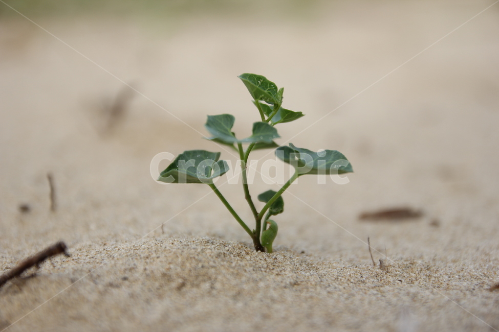 모래,식물,접사,사구식물,모래식물,사구,식물,자연,plants,nature