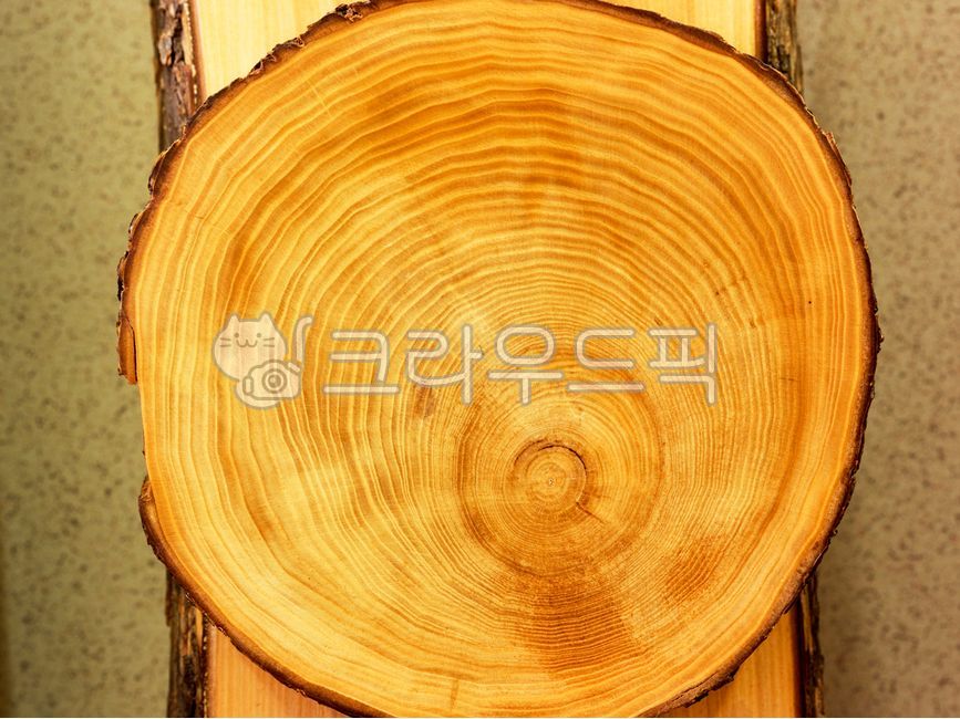 난티나무,나무,단면,느릅나무과,나이테,나무문양,가구나무,재목,목재