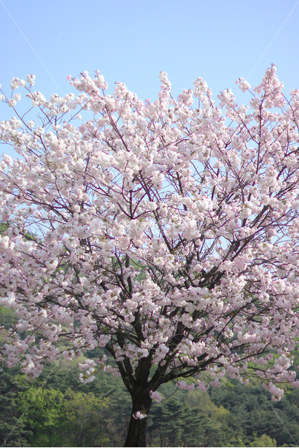 봄,꽃,벚꽃,겹벚꽃,하늘,봄,계절,spring,season,식물,자연,plants,nature,꽃,flower,나무,trees,wood,plant,blossom