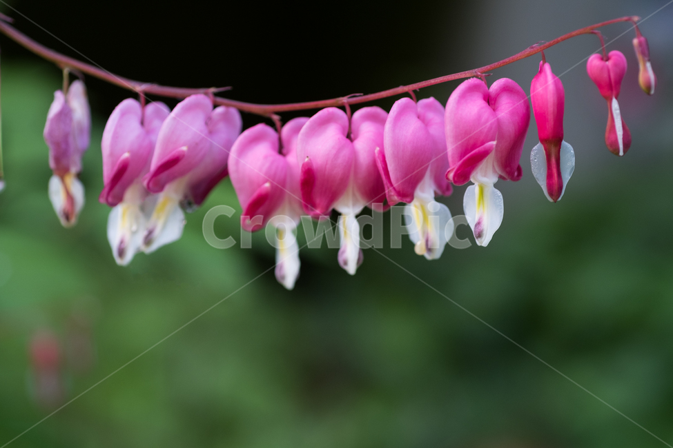 금낭화,꽃,봄꽃,야생화,식물,자연,식물,자연,plants,nature,꽃,flower