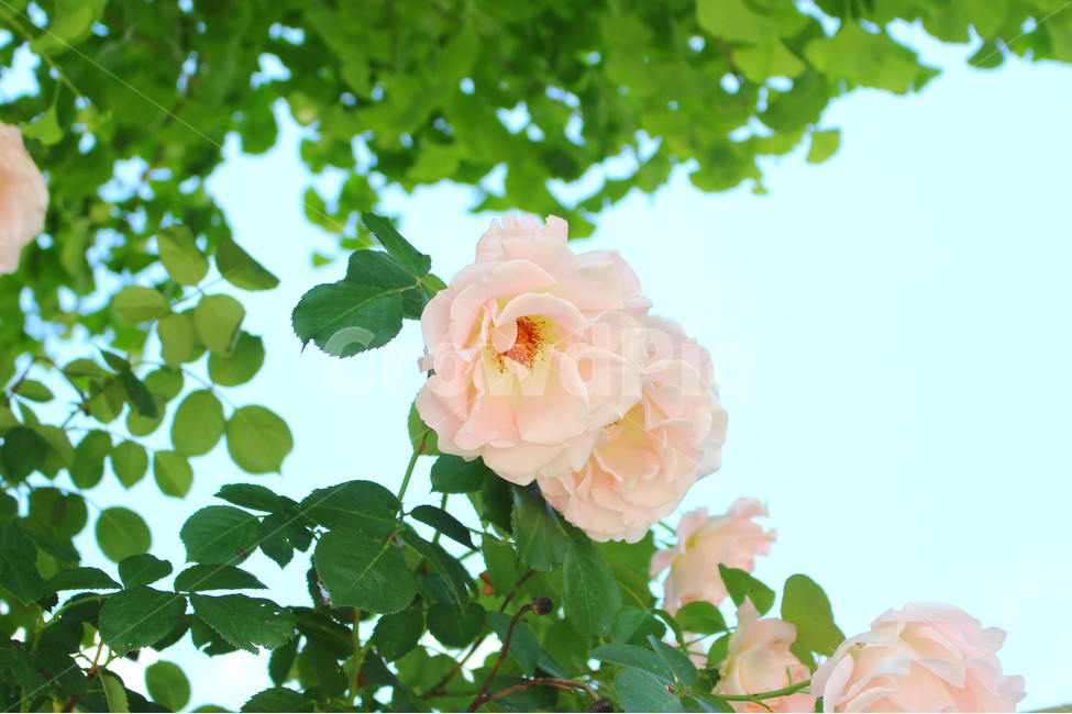 꽃,장미,하얀장미,감성사진,여름,5월,흰색,flower,rose,풍경,풍경사진,자연,식물,자연,plants,nature,꽃,flower
