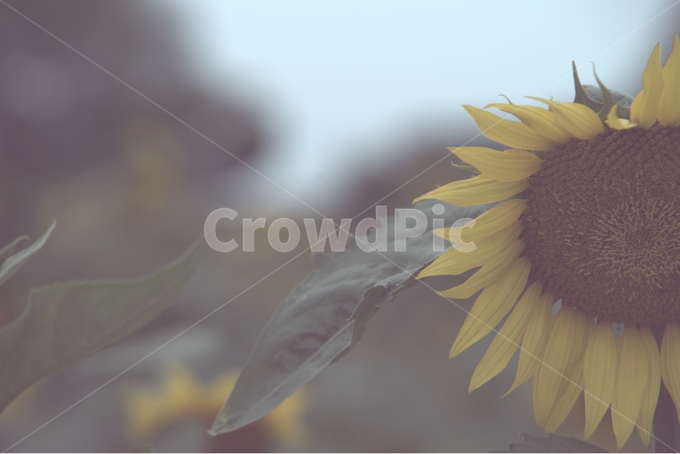 가을,외로움,쓸쓸함,찬바람,sunflower,해바라기,풍성함,식물,자연,plants,nature,꽃,flower,감성,sensible,feeling