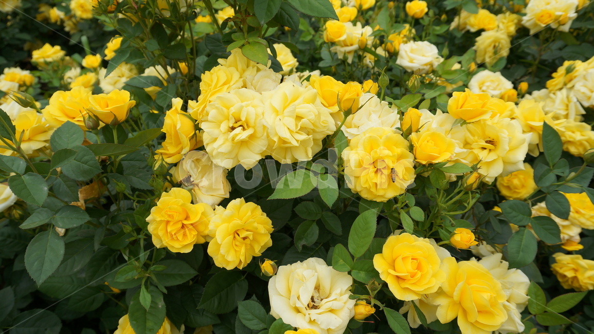 꽃,자연,식물,꽃축제,예쁜꽃,식물,자연,plants,nature,꽃,flower