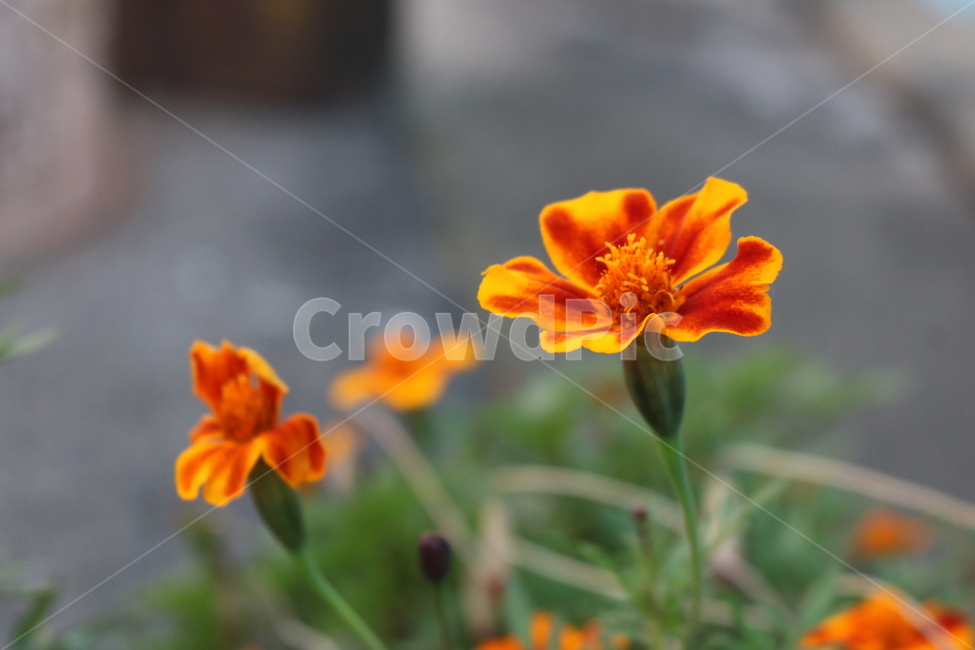 꽃,들꽃,flowers,wildflower,봄꽃