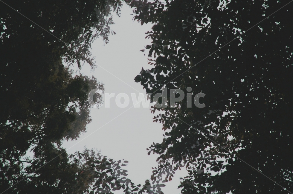 나무,나뭇잎,하늘,강아지,뒷모습,감성,필름,필카,후지,tree,leaf,film,huji,자연,풍경,nature,landscape,plant,식물