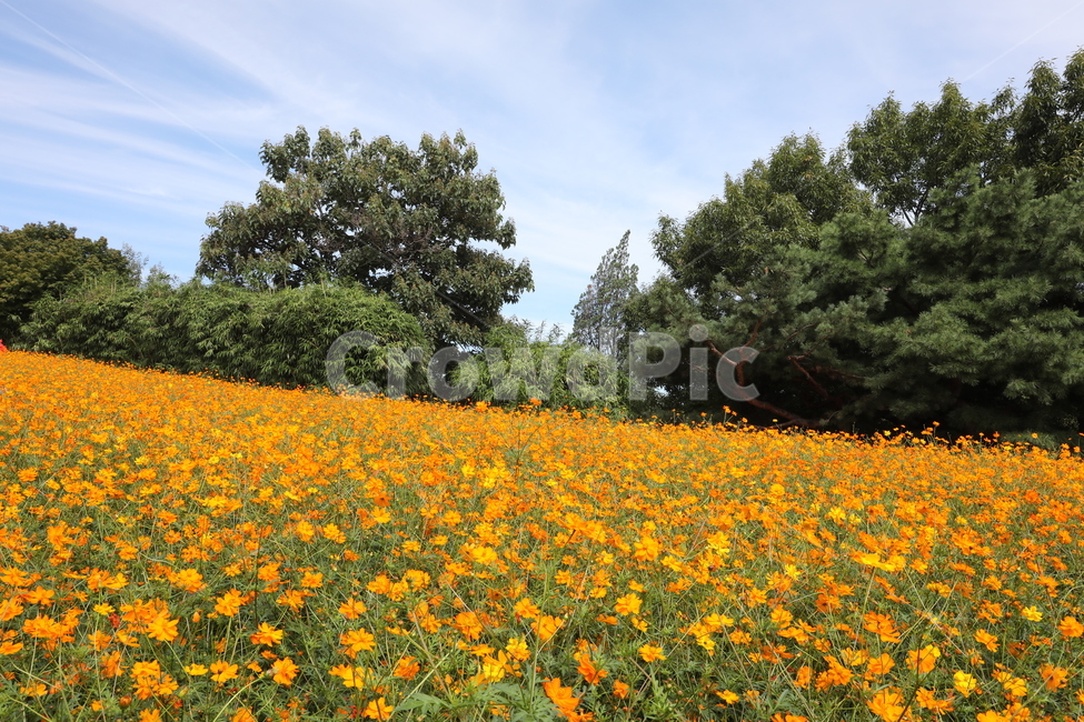꽃,들꽃,황화코스모스,가을,꽃밭,들꽃마루,올림픽공원,가을,계절,fall,autumn,season,자연,풍경,nature,landscape,plant,식물