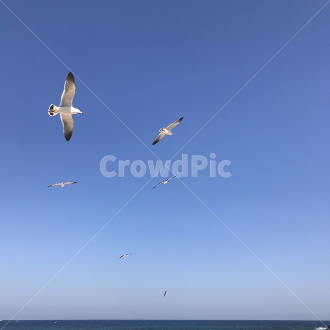 animal,나는,동물,bird,새,기러기,갈매기,바다,하늘,자연,blue,파란,동물,animal,조류,새,birds