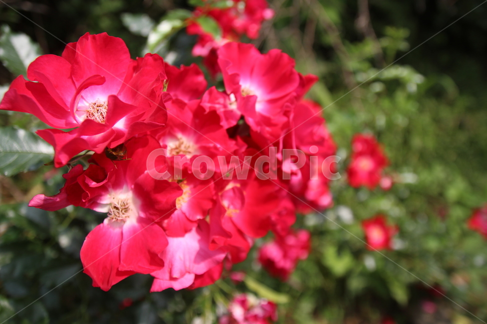 꽃,플라워,계절,빨간색꽃,식물,식물,자연,plants,nature,꽃,flower