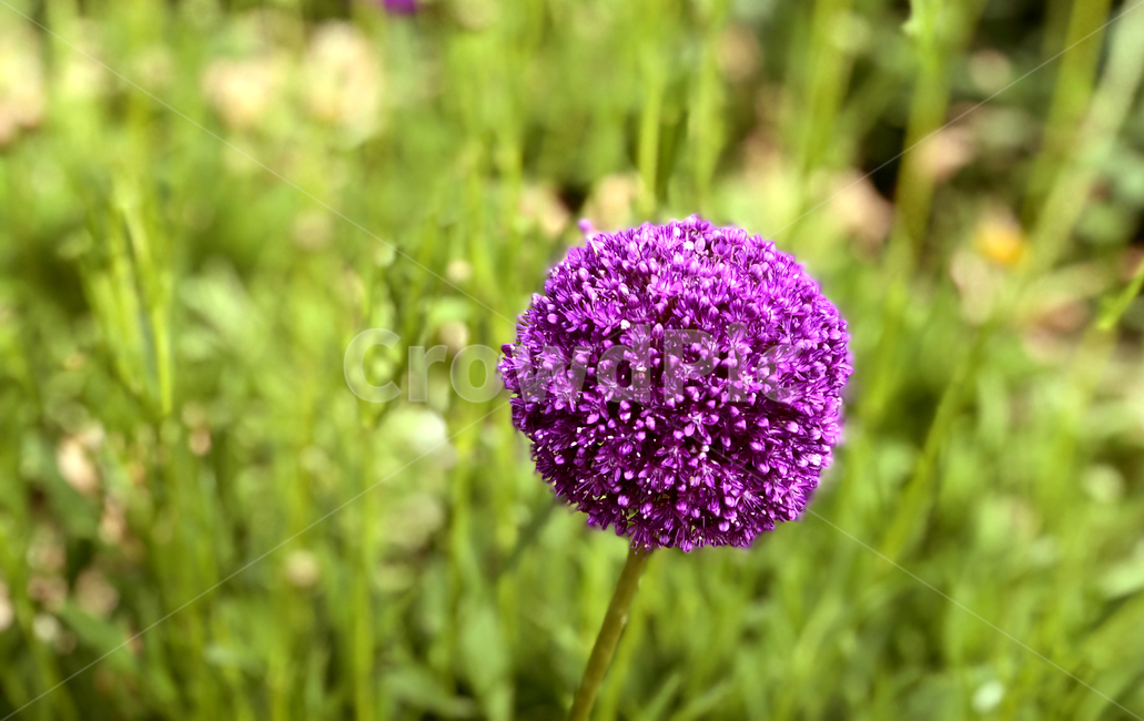 plant,식물,flower,꽃,보라색,초록