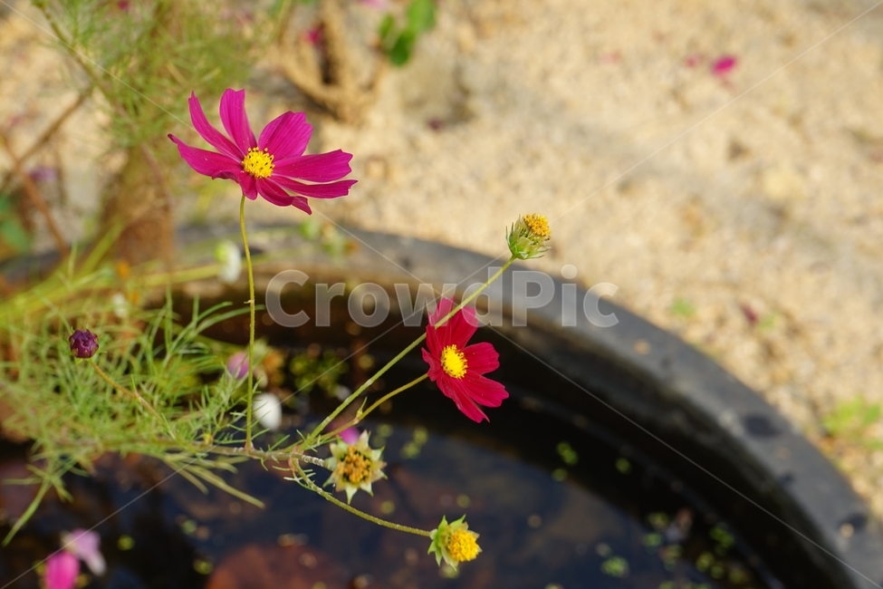 가을,코스모스,자연,계절,autumn,season,fall,bloom,fullbloom,red,pink,flower,cosmos,jar,항아리,개화,연약,가을,계절,fall,autumn,season,식물,자연,plants,nature,꽃,flower,plant,geranium,제라늄,blossom