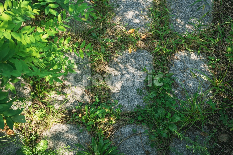 plant,식물,ground,바닥,여름,돌,stone,식물,자연,plants,nature