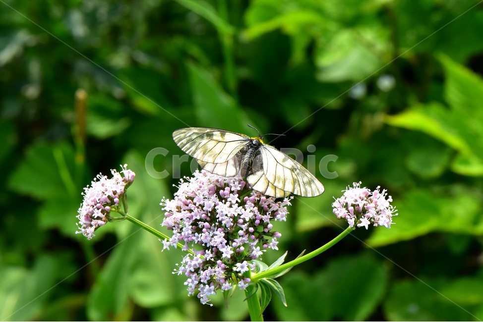 쥐오줌풀,모시나비,야생화,꽃,식물,자연,생태,플라워,flower,plants,nature,나비,곤충,insect,식물,자연,plants,nature,꽃,flower,동물,animal,곤충,벌레,insect,bug