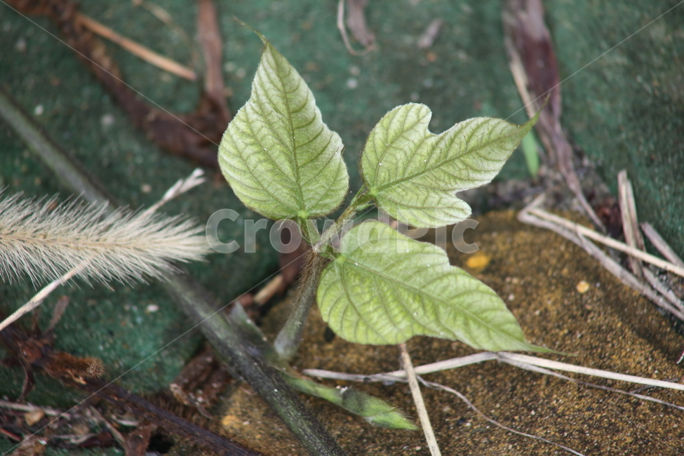 칡,잎,식물,kudzuvine,leaf,칡덩굴