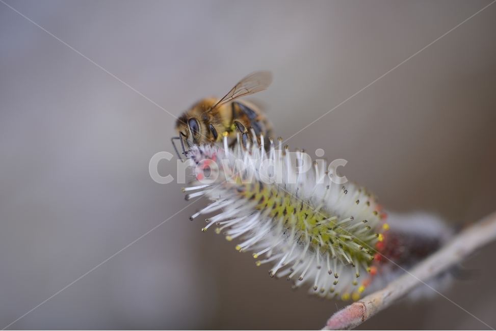 봄,꽃,자연,nature,클로즈업,closeup,갯버들,spring,flower,벌,봄,계절,spring,season,식물,자연,plants,nature,동물,animal,곤충,벌레,insect,bug,bee,honey bee,꿀벌,invertebrate,무척추 동물