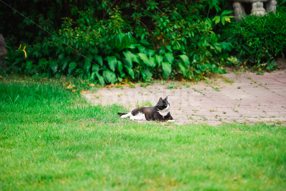 고양이,캣,냥냥이,길고양이,삼색이,치즈냥,냥,cat,동물,동물,animal,포유류,mammal,고양이,cat,kitten,kitty
