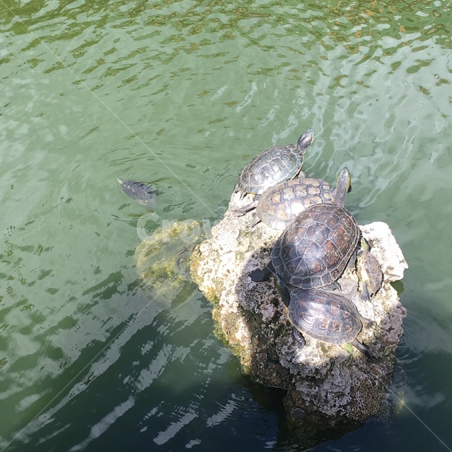 거북이,일광욕,자라,sunbath,turtle,동물,animal,파충류,양서류,reptile,amphibian