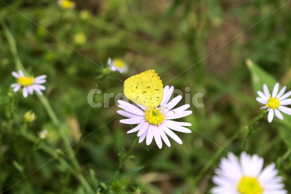 나비,곤충,노랑나비,남방노랑나비,동물,꽃,국화,국화꽃,자연,동물,animal,곤충,벌레,insect,bug