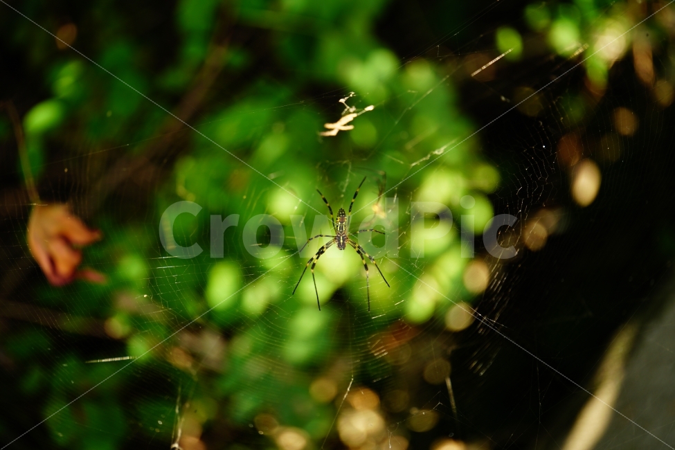 거미,스파이더,spider,곤충,벌레,insect,bug,bugs,거미줄,자연,nature,생명,life,생태계,동물,animal,사냥,사냥꾼,헌터,hunter,함정,나무,식물,스냅,스냅사진,스넵,스넵사진,snap,여름,summer,한국의자연,동물,animal,곤충,벌레,insect,bug