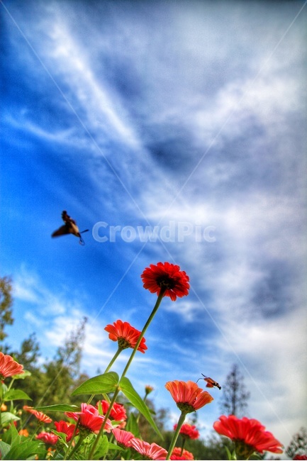 박각시나방,꽃,공원,봄,하늘,식물,자연,plants,nature,꽃,flower,동물,animal,곤충,벌레,insect,bug