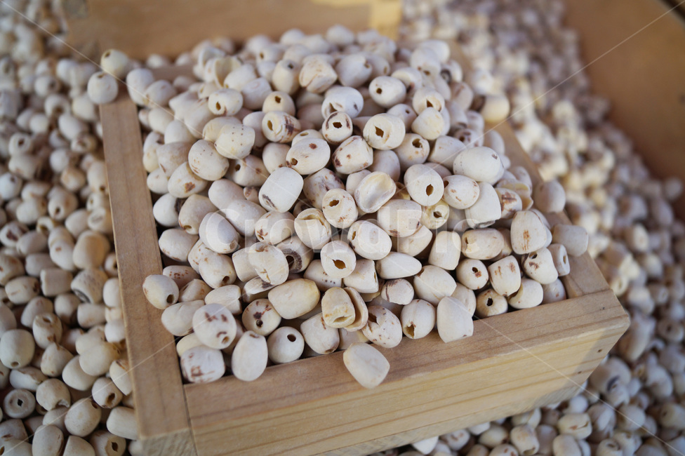 연자육,연꽃,연꽃씨,한약재,연,한방,자연,식물,nature,plant,음식,식재료,요리,food,superfood,슈퍼푸드,cook,열매,건강,health,배경화면,백그라운드,음식,식재료,요리,food,cook,meal,dishes,food reserves