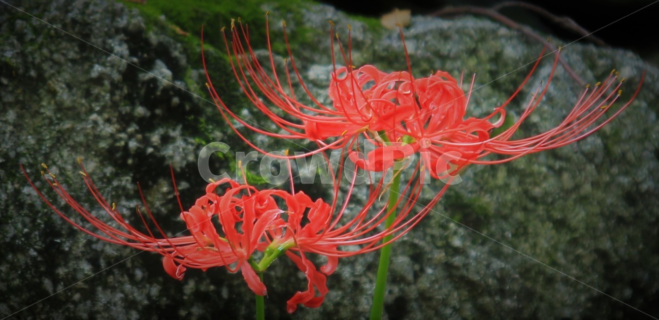 plant,꽃무릇,꽃,상사화,flower,식물,자연,plants,nature,꽃,flower