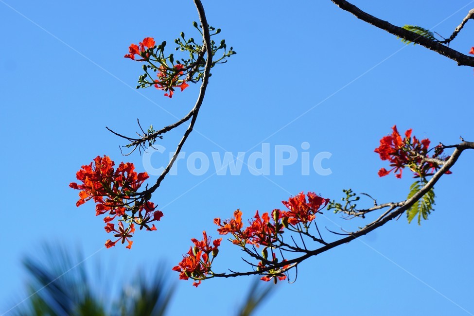 꽃,나무,자연,식물,하늘,파란하늘,flower,sky,nature,크리스마스트리나무,크리스마스트리꽃,외국꽃,열대나무,붉은꽃,redcolor,green,초록,외국자연풍경,식물,자연,plants,nature,꽃,flower