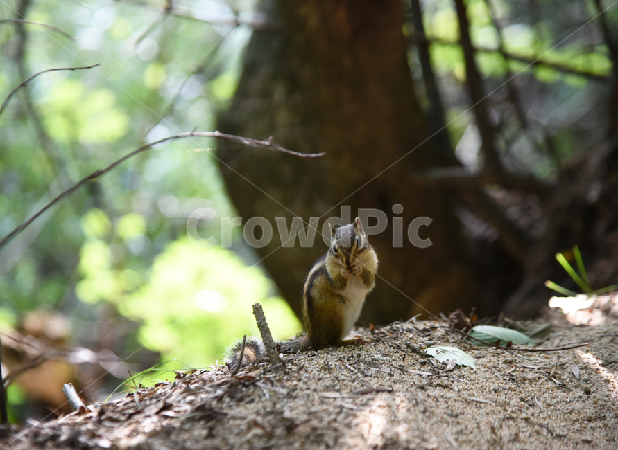 다람쥐,동물,산,나무,월정사,전나무,가을,숲길,자연,포유류,설치류,animal,squirrel,rodent,mammal,autumn,fall,동물,animal,포유류,mammal