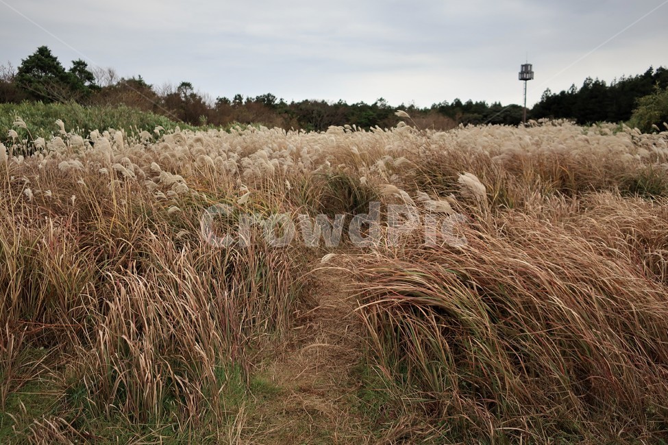 제주,억새,억새풀,군락지,자연,억새밭,풍경,바람,경치,경관,자연,풍경,nature,landscape,식물,plants