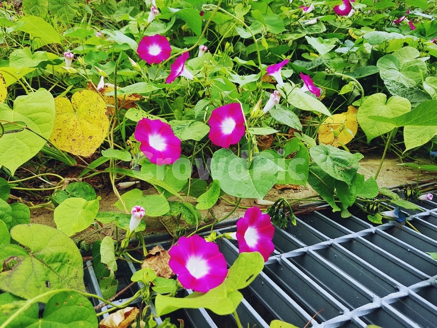 morningglory,나팔꽃,메꽃,견우화,구이초,메꽃과,덩굴식물,꽃,식물,자연,plants,nature,flower,빨간꽃,식물,자연,plants,nature,꽃,flower