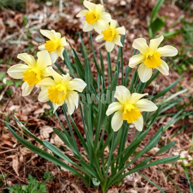 수선화,꽃,봄,봄꽃,예쁜꽃,꽃사진,식물,자연,plants,nature,꽃,flower