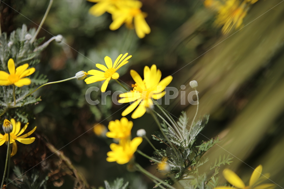 꽃,봄,노랑,접사,판매,식물,자연,plants,nature,꽃,flower