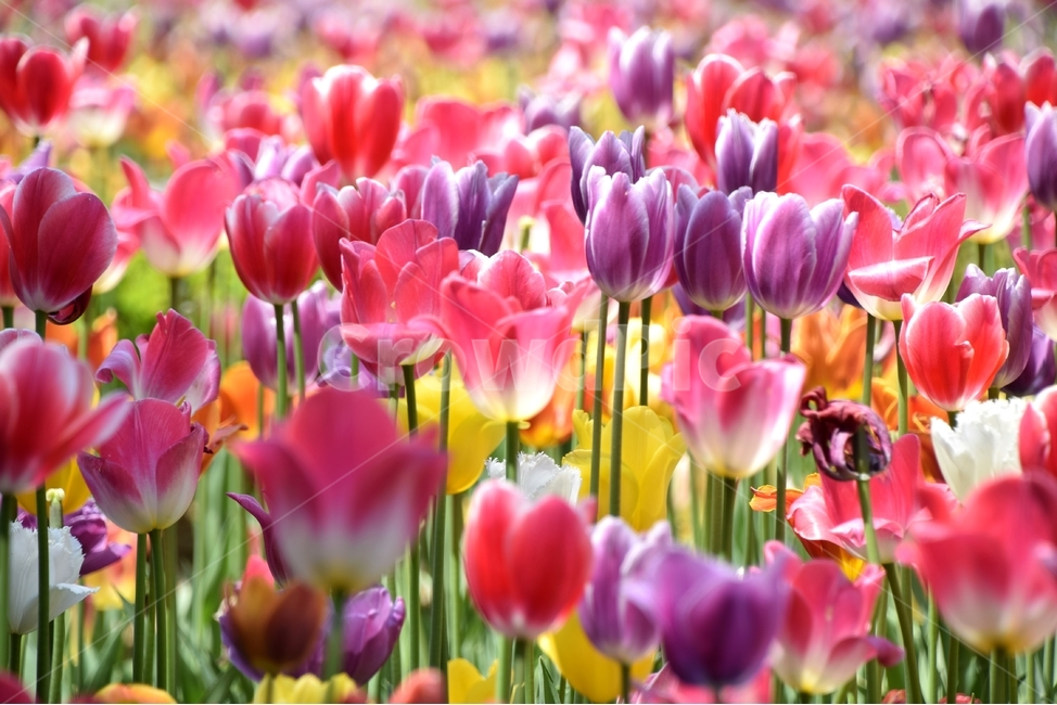 튤립,튤립꽃,튜우립,봄꽃,뿌리꽃,봄,계절,spring,season,식물,자연,plants,nature,꽃,flower,plant,blossom