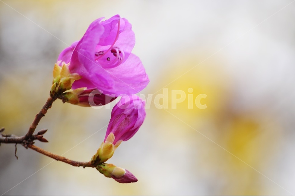 진달래,원미산,봄꽃,분홍진달래,야생화,봄,계절,spring,season,식물,자연,plants,nature,꽃,flower,geranium,제라늄,plant,blossom