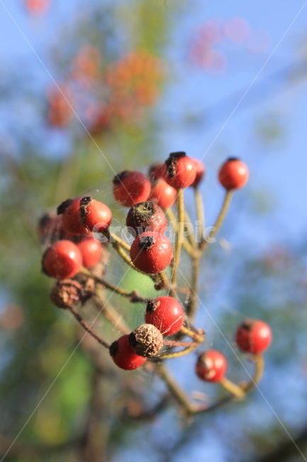 열매,빨간열매,야생열매,가을,plant,식물,나무,trees,wood,과일,열매,fruit