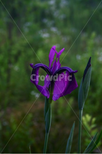 꽃창포,붓꽃과,야생화,식물,수생식물,식물,자연,plants,nature,꽃,flower
